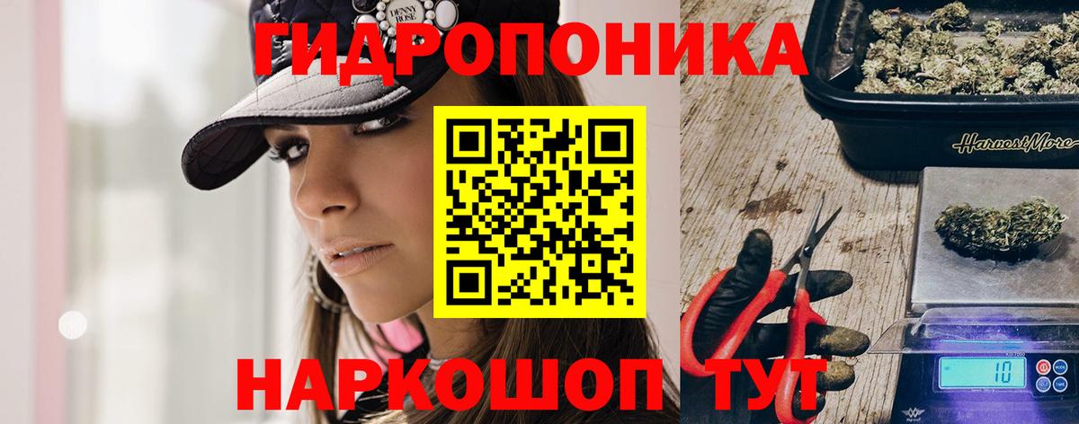 Конопля сатива Гай